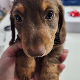 Dachshund Puppies from FureverFL