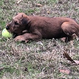 Irish Terrier Puppies from Galeway Irish Terriers