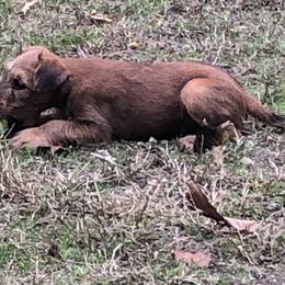 Irish Terrier Puppies from Galeway Irish Terriers