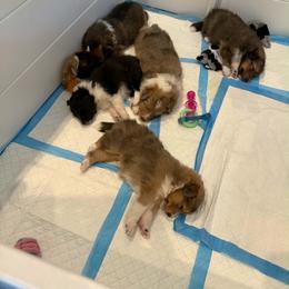 Shetland Sheepdog puppies from Fancypants Shetland Sheepdogs