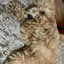 Goldendoodle Puppies from Lundee Doodles