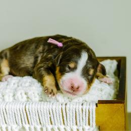 Hazel - female Australian Mountain Doodle puppy in Spanish Fork, Utah from K Brand Doodles