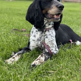 English Springer Spaniel puppies from Rocky Mountain Springer Spaniels