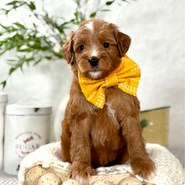 Yellow boy - Red male Bernedoodle puppy in Waukesha, Wisconsin from Bernedoodle Boutique (and Cavapoos)