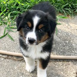 Harvest Wind Mini Americans breeder of Miniature American Shepherd