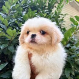 Pekingese, Poodle, and Shih Tzu Puppies from Happy puppies