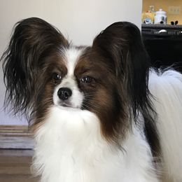 Olaf - Papillon