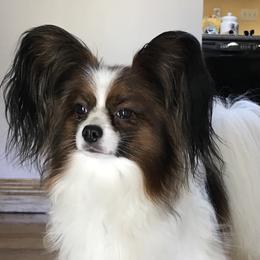 Olaf - Papillon