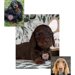Loot - Chocolate and tan male Dachshund puppy in Dothan, Alabama from Little House Pups