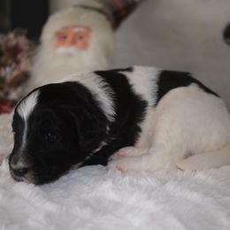 Girl 1 - Black and white female Aussiedoodle puppy in Pomona, California from Socal Aussiedoodles