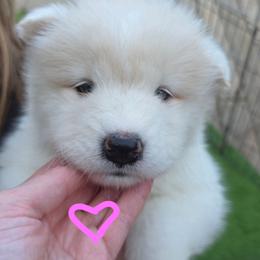 Pink girl - White and biscuit female Samoyed puppy in Elwell, Michigan from Limelight Samoyeds