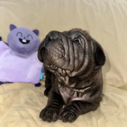 Grace - Black sable female Chinese Shar-Pei puppy in China, Michigan from Blackwitch Farms
