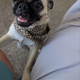 Selena - Pug