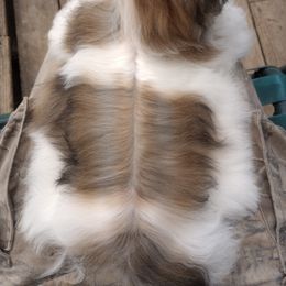 Companion Cross, Havanese, Mal-Shi, Maltese, Maltipoo, Morkie, and Shih Tzu Puppies from Seeking Shalom Acres Maltese, Maltipoos & Havamalts