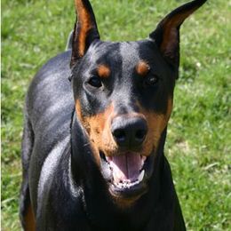 Doberman Pinscher All Grown Up from Notori Dobermans
