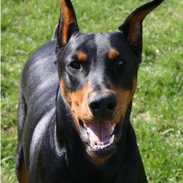 Doberman Pinscher All Grown Up from Notori Dobermans