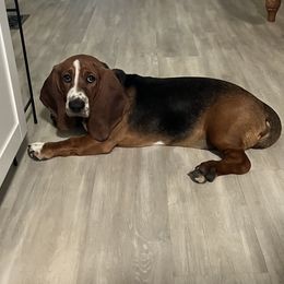 Roscoe - Basset Hound