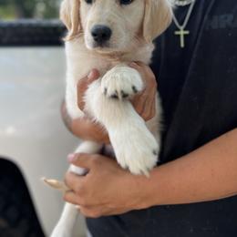 Golden Retriever Puppies from Wise Goldens