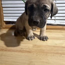 Green - Yellow female Black Mouth Cur puppy in Warsaw, Missouri from Heritage Cow Dogs