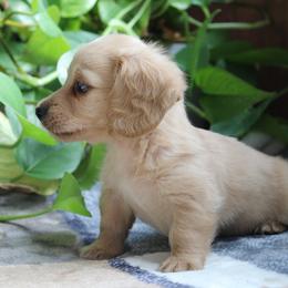 Nash - Cream male Dachshund puppy in Midland, Texas from The Barefield Doxies