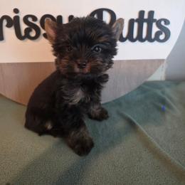 ISAIAH t cup - Black and gold male Yorkshire Terrier puppy in Clermont, Florida from Bella's Prissy Butts