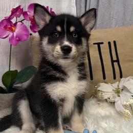 Rascal - Black and white male Pomsky puppy in Cadillac, Michigan from JHS Pomskies