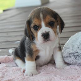 Belle - Black tan and white female Beagle puppy in Morrill, Kansas from Kelle Beagles