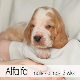 Alfalfa - Red and white male Basset Hound puppy in Jefferson City, Missouri from Triple Hill Farm