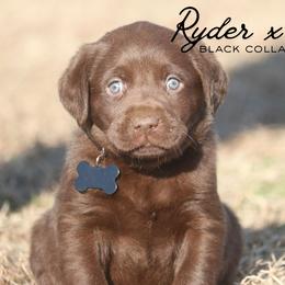 Boy 4 - Chocolate male Labrador Retriever puppy in Capron, Virginia from Triple Creek Kennel