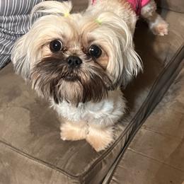 Koda - Shih Tzu