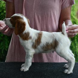 Rocky - Orange and white male Brittany puppy in Hollidaysburg, Pennsylvania from Royal Flush Farms