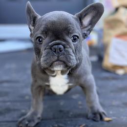 Girl 2 - female French Bulldog puppy in Sarasota, Florida from Florida Frenchie Pups