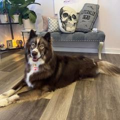 Declan - Red and white male Siberian Husky puppy in Parma, Ohio from Sirius Siberian Huskies