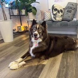 Declan - Red and white male Siberian Husky puppy in Parma, Ohio from Sirius Siberian Huskies