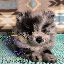 HOLD AKC DOUGHNUT - Blue merle female Pomeranian puppy in Watkins Glen, New York from Wicked Spirits Pomeranians
