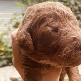 Brown Collar - Red  Poodle puppy in Nicholasville, Kentucky from Lexington Poodle Company