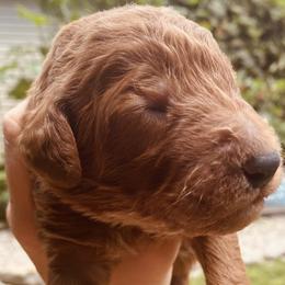 Brown Collar - Red  Poodle puppy in Nicholasville, Kentucky from Lexington Poodle Company