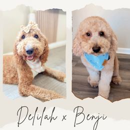 Goldendoodle puppies from Doodlesbyhoney
