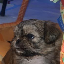 Shih Tzu Puppies from The Lion dog Shih Tzu