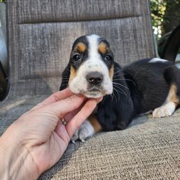 Orange Collar Girl - Black brown and white female Basset Hound puppy in Pleasant Lake, Michigan from Pleasant Bay Basset Hounds