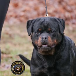 Annie - Rottweiler