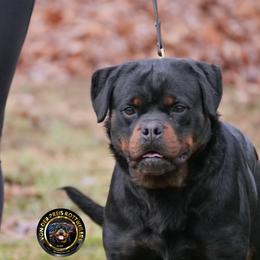 Annie - Rottweiler