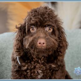 Chestnut - Brown and tan male Cockapoo puppy in Connersville, Indiana from Deaz Doodle Ranch