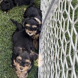 Morkie puppies from Linda Sherman