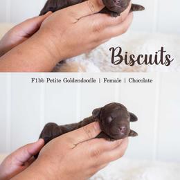 Biscuits - Chocolate female Goldendoodle puppy in Woodruff, South Carolina from Crooked Creek Doodles and Poodles
