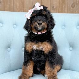 Lily - Girl 3 - Phantom female Bernedoodle puppy in Bellville, Ohio from Bernedoodle Buddies