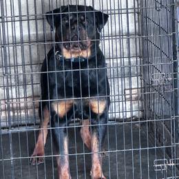 Charlie - Black and mahogany male Rottweiler puppy in Delta, Pennsylvania from Von Haus Hushon Rottweilers