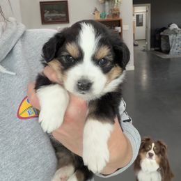 Girl 1 - Black tri female Miniature Australian Shepherd puppy in Arcadia, Indiana from Sunset Cowgirl Mini Aussies