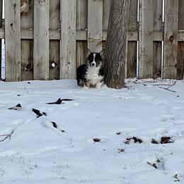 Pembroke Welsh Corgi Puppies from Patton's Pasture