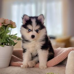 Bluebird's Olive - Black and white female Pomsky puppy in Princeton, Minnesota from Bluebird House of Pomsky